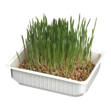 Camon B162 Catgrass -Γρασίδι Γάτας